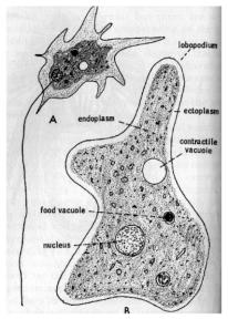 Amoeba jpg