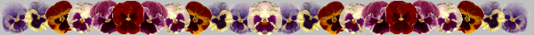 Pansies bar jpg
