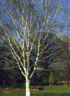 Tree jpg