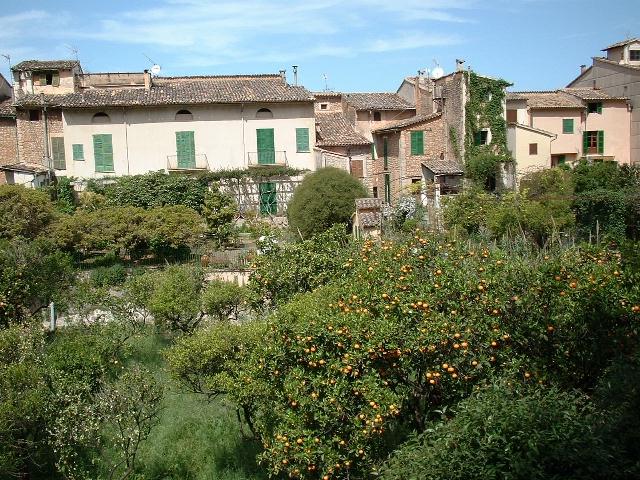 Orange grove in Soller