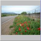Roadside flowers