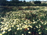 thm_WILD FLOWERS.jpg