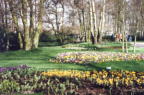 Keukenhof jpg