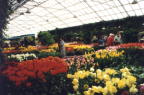 Keukenhof jpg