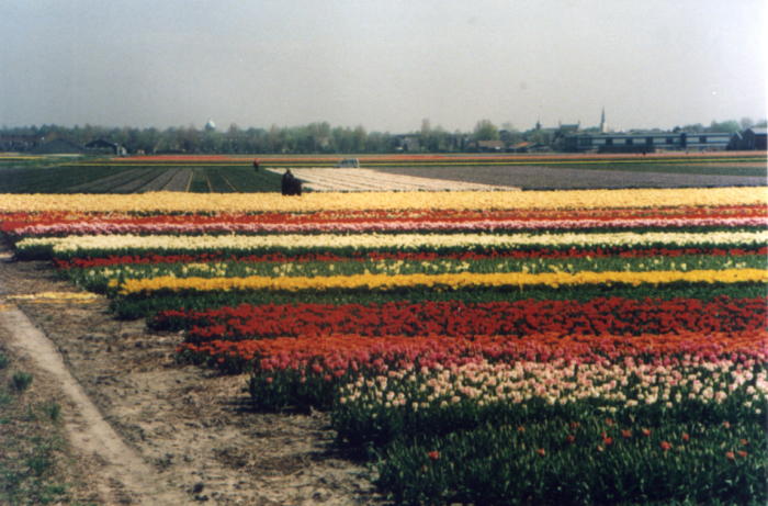 Tulip field one