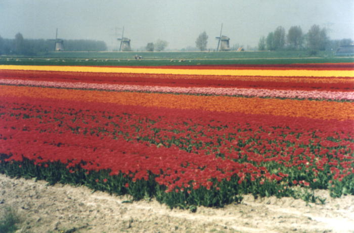 Tulip field two