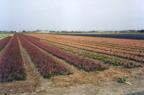 Hyacith field jpg