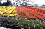 Tulip field jpg