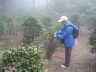 thm_ZD TEA BUSH BIG.jpg
