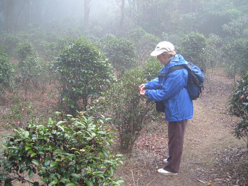 Tea bushes