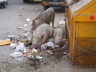 thm_T PIGS BIG.jpg