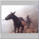 Mule train.jpg