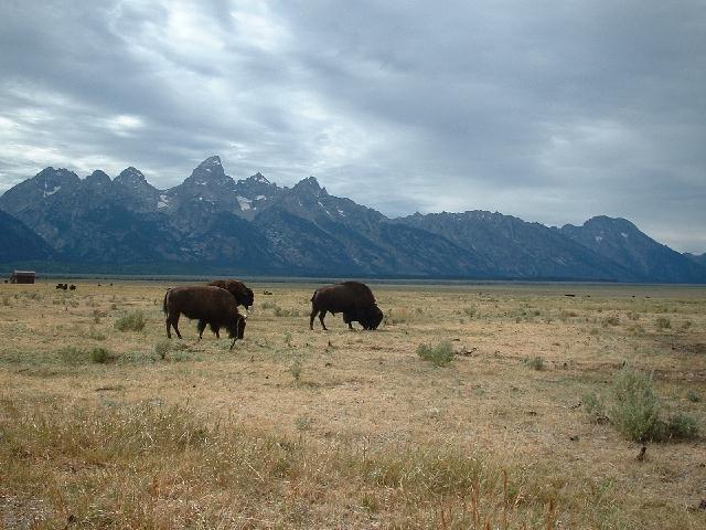 Bison.jpg