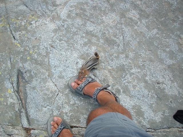 Squirrel.jpg