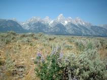 The
                Tetons with Lupins.jpg