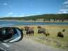 thm_BISON AT HAYDEN VALLEY.jpg