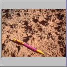 Cryptobiotic Soil